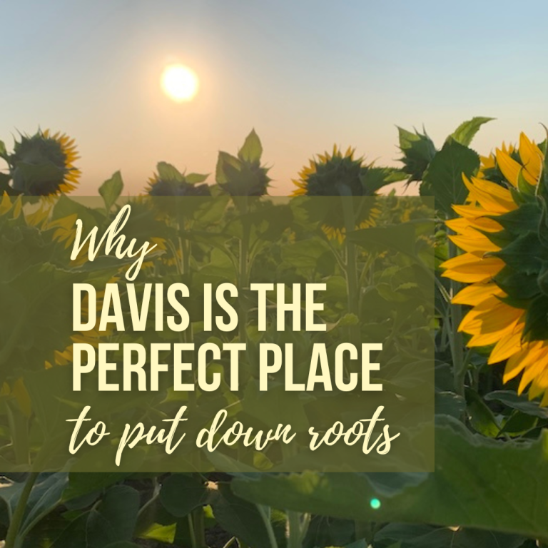 Why Davis is the perfect place to put down roots title photo with sunflowers in the background at sunset.